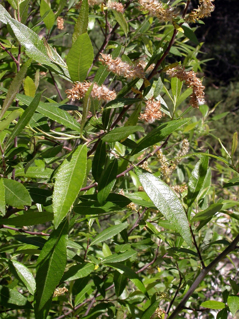 معرفی و راهنمای پرورش درختان زینتی - بید سرخ